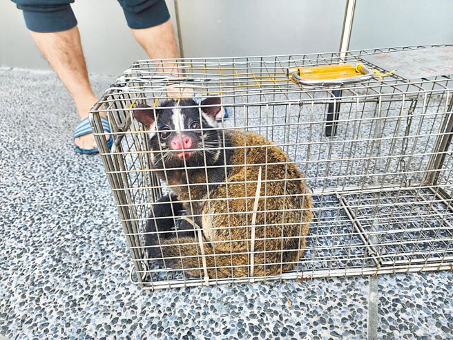 新北市動保處2023年接獲62件野生動物誤入住家案件，白鼻心就占半數達34件。（新北市動保處提供／王揚傑新北傳真）