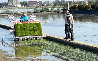 水稻紙膜插秧乾濕灌溉 節水減碳且抑雜草