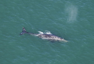 消失200年「海洋巨兽」现踪！科学家忧：不是好消息