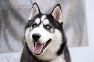 陸上百隻哈士奇「越獄打劫」 被抓回後懲處曝光 