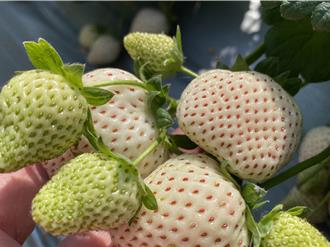 台大青農移地台東關山 育出草莓界「白富美」