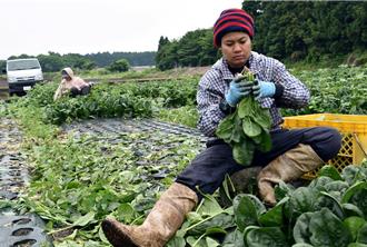 日本向外國人發放特定技能簽證 將新增4個產業領域