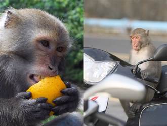 被猴子搶可獲賠！每餐100元 中山大學首創「猴害補償金」