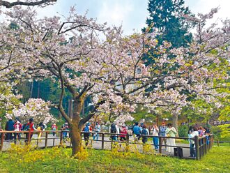 阿里山繁花盛開 上萬遊客入園