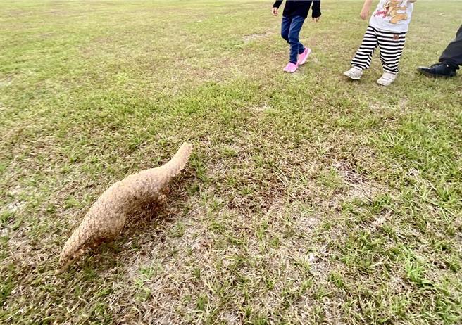 游客17日在暨南国际大学校园野餐遇穿山甲逛校园，让他们又惊又喜，直呼好幸运。（民眾提供／杨静茹南投传真）