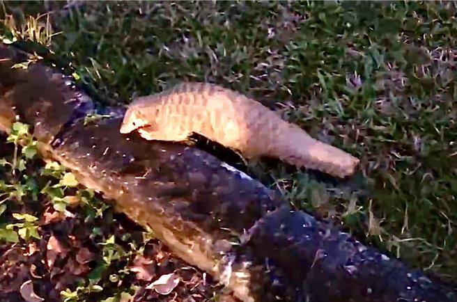 暨大行政人员日前准备开车下班，在停车场发现穿山甲，确认穿山甲钻进草丛，才安心下班。（暨大提供／杨静茹南投传真）