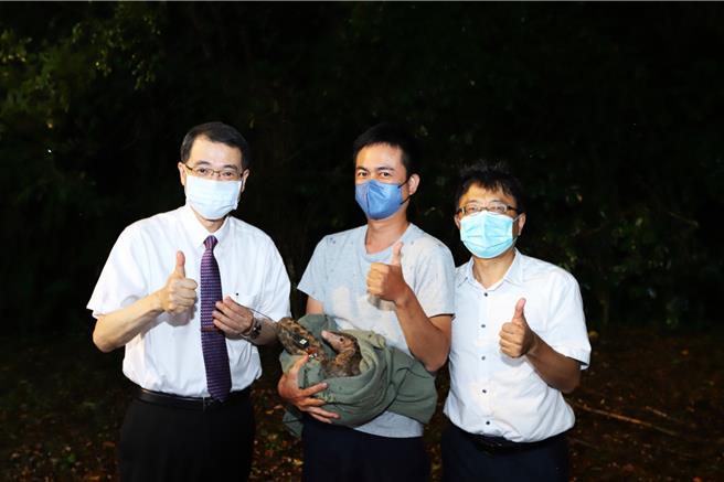 暨大2022年在校园发现怀孕的穿山甲「皇后泡泡」，经检查健康状况良好，将牠野放回归大自然。（暨大提供／杨静茹南投传真）