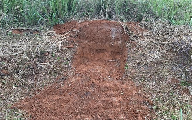 桃市府設置土堤斷面，供翠鳥築巢。（桃園市政府提供）