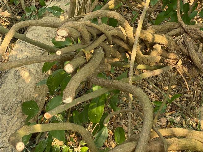 近来不少寿山山友发现、山上有不少藤蔓植物遭砍断，随即通报国家自然公园管理处。自管处调查发现，疑似是热心山友误认藤蔓是外来种、影响遮阴才擅自砍除，强调遭砍除的藤本植物均为本土种，有保护树木作用。自管处已在相关区域张贴公告提醒山友，依国家公园法第13条第4款规定，国家公园区域内禁止「採折花木」，违者最高将处以3000元罚缓。（自管处提供／袁庭尧高雄传真）