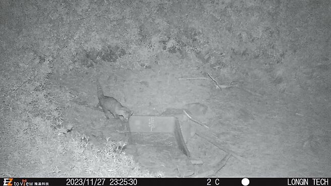 屏科大野保所教授翁国精团队架设自动相机，2023年11月底发现麝香猫在海拔近2800公尺的麟趾山区活动。（屏科大野保所教授翁国精团队提供／张亦惠台中传真）