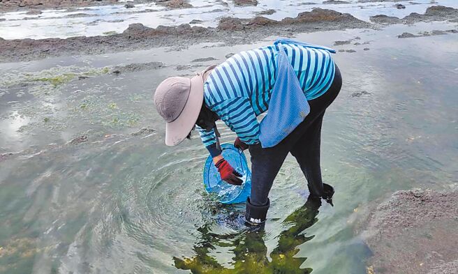 新北市漁村居民們紛紛頭戴斗笠、腳穿防滑鞋，走進礁岩和潮間帶，尋找著藏身於綠色石蓴中的褐色腳白菜。（新北市漁業處提供／王揚傑新北傳真）