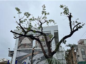 吉安部分行道树「剃光头」 民眾忧过度修剪影响街道景观