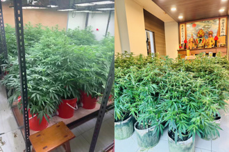 裝修師赴泰深造斜槓製毒 自家神明廳旁種大麻
