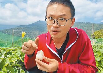 高貴不貴 關山青農成功培育白草莓