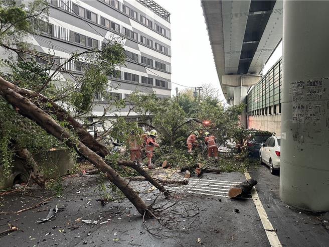 新竹市大学路51巷19日上午路树倒塌，造成往园区车流回堵。（新竹市消防局提供／王惠慧新竹传真）