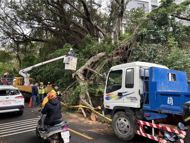 新竹市大学路51巷19日上午路树倒塌，造成往园区车流回堵。（新竹市消防局提供／王惠慧新竹传真）