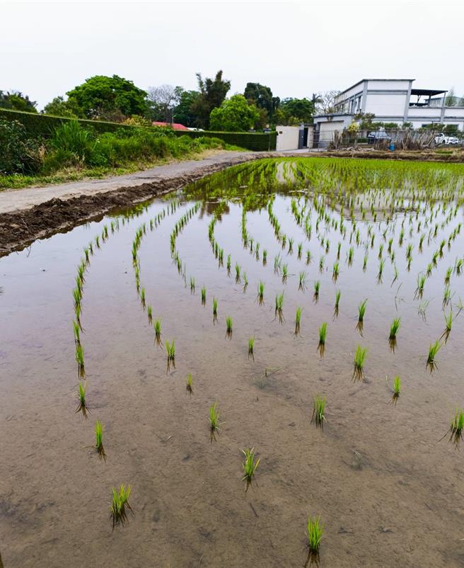 石門水庫水位吃緊，農民擔憂若梅雨季水量不足會導致稻作收成的難題，今年的水量比2021年停灌還要低，去年水量已經吃緊，農民更直言「今年比去年還辛苦」。（桃園市農業局提供／姜霏桃園傳真）