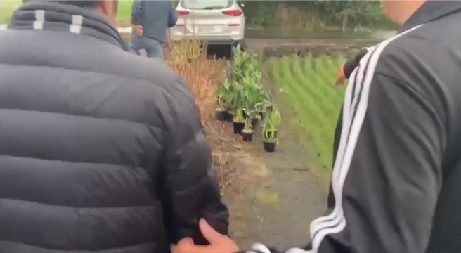 警方将遭窃的兰花集中，带偷花的林姓主嫌确认无误。（民眾提供／宝智华台南传真）