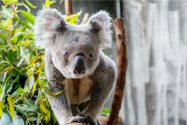 無尾熊「金鋼狼」未來將在天氣穩定的狀況下，到戶外活動區進行復健療程。（台北市立動物園提供／蔡佩珈台北傳真）