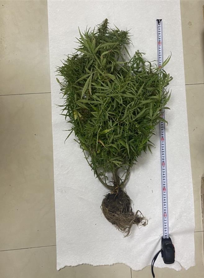 台中市和平警分局在自3月4日至18日的「安居緝毒專案」，查獲泰國籍移工在工寮旁栽種大麻，查扣1棵大麻植株。（民眾提供／陳淑芬台中傳真）