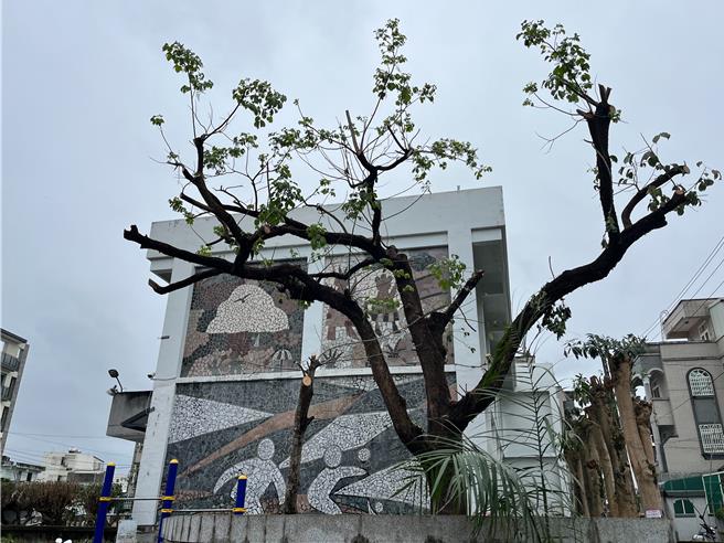 近日有民眾發現花蓮吉安鄉部分地區的行道樹頭被修剪到「光禿禿」，不僅擔心樹木因此受傷，影響生長，夏天將無樹蔭可乘涼，同時也認為過度修剪已影響街道整體景觀。（民眾提供／羅亦晽花蓮傳真）