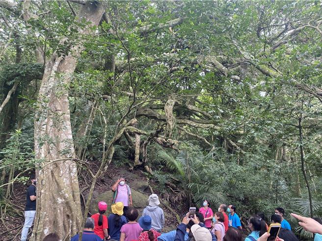 台东县延平乡鸾山森林文化博物馆保留珍贵原始白榕树林，宛如电影「阿凡达」场景。（台东县政府提供／萧嘉蕙台东传真）