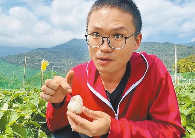 青农何祯元3年前起投入日本白草莓品种改良，并移地至台东县关山镇栽种。（萧嘉蕙摄）