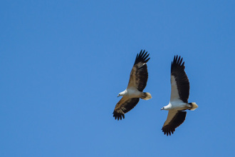 海鵰上演「空中接力」 那條蛇有夠可憐 專家揭原因