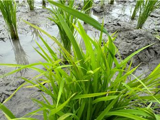 花莲南区「稻热病」现踪 县府补助防治资材