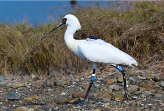韩国赏鸟团体发现中毒黑琵  救援成功野放