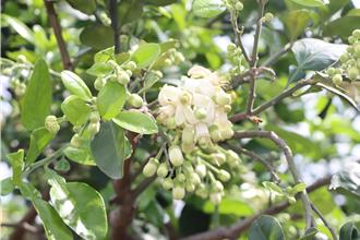 柚香四溢！西湖柚花藝術節4／16登場