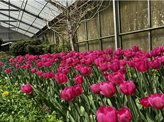 分享南投春旅賞花遊程 再抽日月潭涵碧樓住宿券