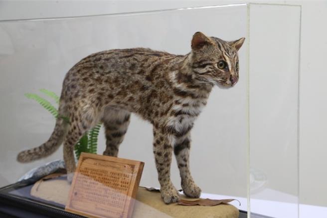 國內野生動物急救站是國內主要石虎救援基地，石虎醫療救援累積138隻。（農業部提供／李欣恬台北傳真）