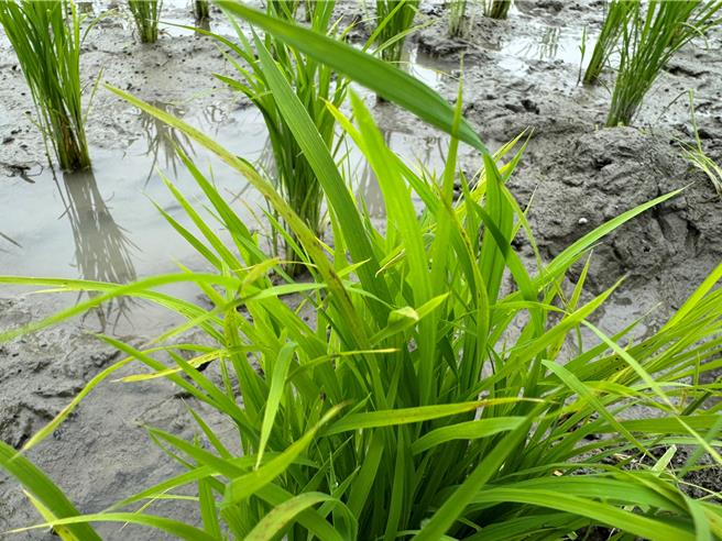 花莲县政府监测水稻特定疫病虫害发生情形，在南区水稻田发现「叶稻热病」踪迹。（花莲县府提供／王志伟花莲传真）