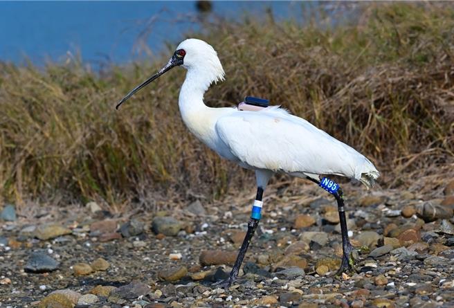 這隻黑面琵鷺有肉毒桿菌毒素中毒症狀，經治療和編碼環繫放、綁定衛星發報器後，今20日順利野放。（嘉義縣政府提供∕呂妍庭嘉義傳真）