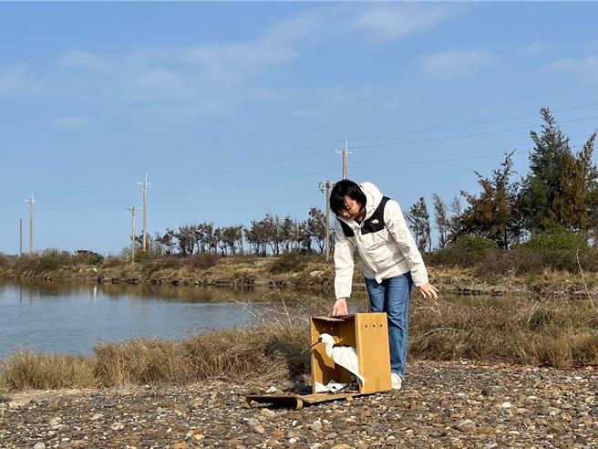 這隻黑面琵鷺有肉毒桿菌毒素中毒症狀，經治療和編碼環繫放、綁定衛星發報器後，今20日順利野放。（嘉義縣政府提供∕呂妍庭嘉義傳真）