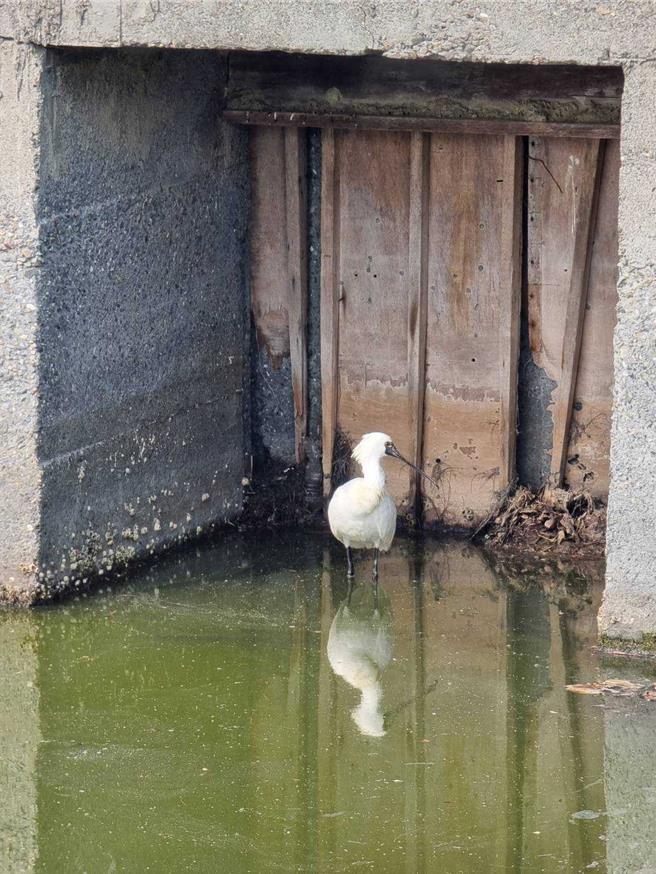 高雄市野鳥學會日前帶韓國賞鳥團體至布袋溼地生態園區賞鳥，發現1隻無法飛行的黑面琵鷺。（嘉義縣政府提供∕呂妍庭嘉義傳真）