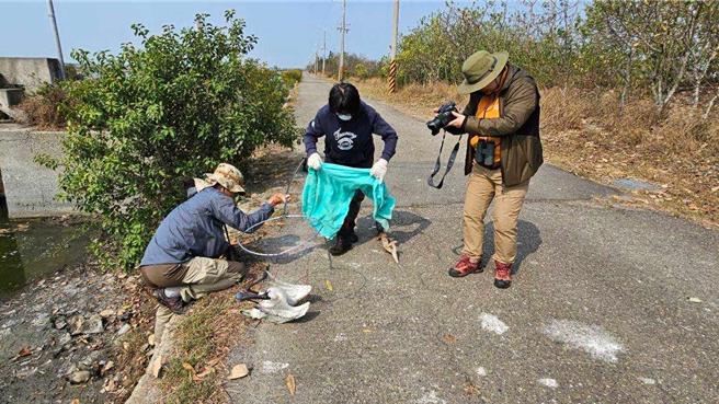 高雄市野鳥學會日前帶韓國賞鳥團體至布袋溼地生態園區賞鳥，發現1隻無法飛行的黑面琵鷺，經通報後協助救援。（嘉義縣政府提供∕呂妍庭嘉義傳真）