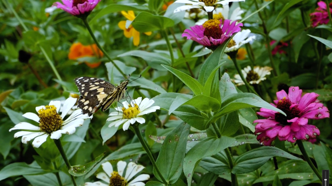 「春分」是二十四節氣中很重要的節氣，代表春天已經過了一半。(取自pexels網站)
