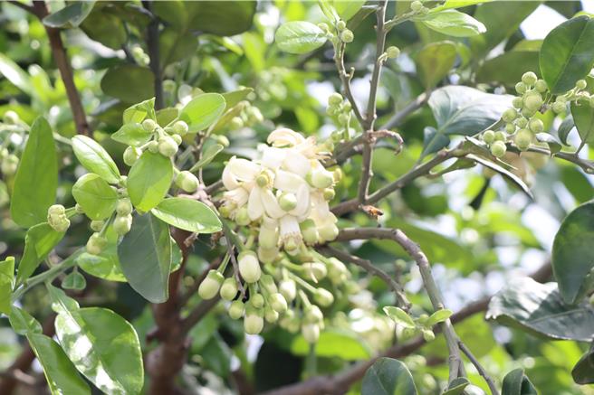 西湖鄉柚子花盛開。（苗栗縣政府提供／李京昇苗栗傳真）