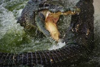 肚子餓了連自己人也吃！大鱷叼小鱷猛甩 暴力進食片曝光