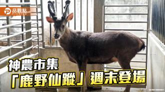 品觀點｜神農市集鹿來也 「鹿野仙蹤」尋寶藏