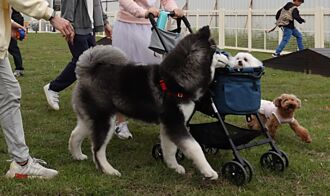 寵物險理賠創高