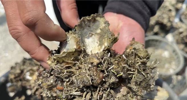 漁民拿出爆殼的牡蠣，表示裡面的蚵都已經死了，只剩殼。(曹婷婷攝)