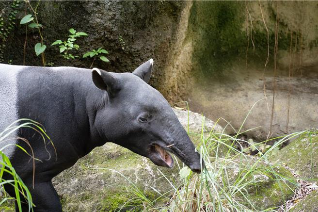 马来貘「貘豆」经过将近2天1夜的旅程后，于昨（20）日天傍晚顺利抵达名古屋东山动植物园。(黄敬文翻摄)