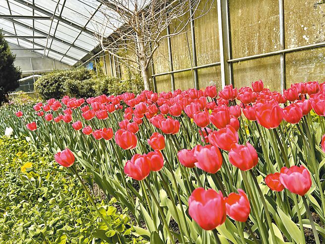 台大山地实验农场「春之飨宴」即日起至31日登场，游客免预约可入园欣赏台湾一叶兰、郁金香等温带花卉的美丽姿态。（台大山地实验农场提供／杨静茹南投传真）
