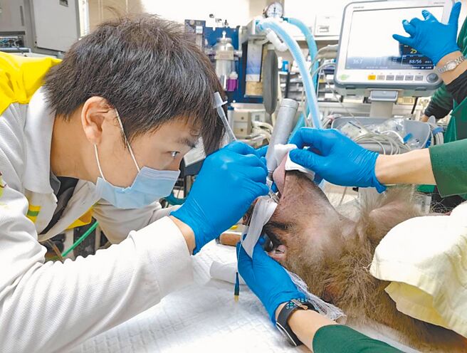 高雄寿山动物园携手中兴梅西动物医院兽医师，为狒狒牙齿根管治疗。（高市观光局提供／柯宗纬高雄传真）