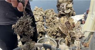 台南沿海養殖蚵大量「爆殼」死亡 專家今現勘「查死因」