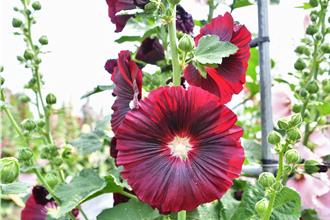 百花盛開遊客自來 員林蜀葵花季賞「花中巨人」