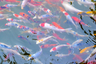 錦鯉界哥吉拉 暴風長大變86公分 巨無霸照網看傻